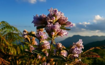 Neelakurinji- All the roads lead to Neelakurinji in 2018