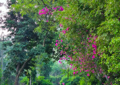 Kaiwara Forest